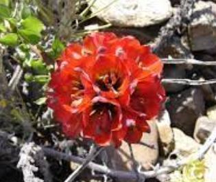 Bomarea Species, Lions Claw