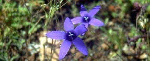 Campanula Species, Lusitanian Bellflower
