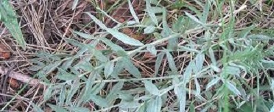 Oxytropis Species, Purple Locoweed, Lamberts Crazyweed