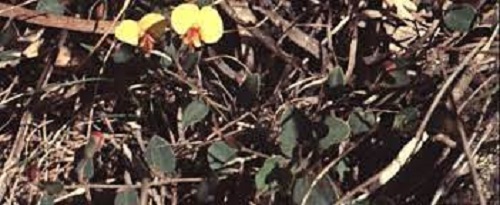 Bossiaea Species, Creeping Bossiaea