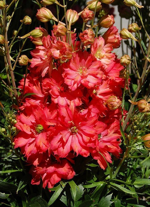 Delphinium, Larkspur Red Caroline