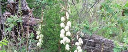 Arkansas Yucca