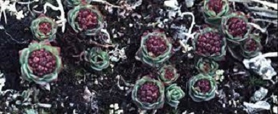 Rhodiola Species, Roseroot, Sedum, Leedys Roseroot