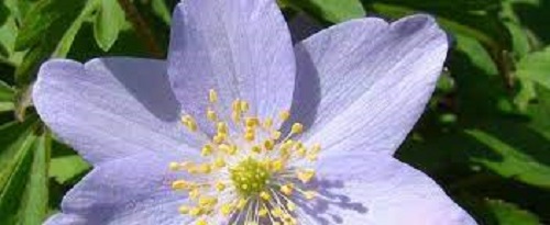 Anemone, Wood Anemone, European Wood Anemone Robinsoniana