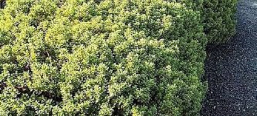Veronica, Shrubby Veronica, Sutherland Hebe Sutherlandii