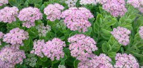 Sedum Species, Showy Stonecrop