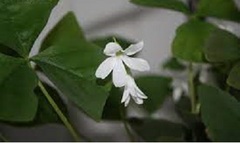 Oxalis Species, Love Plant, Purpleleaf Shamrock, Silver Butterfly Oxalis, Wood Sorrel