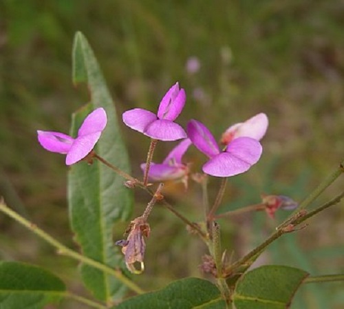 Desmodium Species, Southern Tick Trefoil