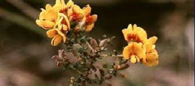 Golden Bush-Pea