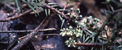 Honey-Pots, Ants Delight, Cushion Ground-Berry