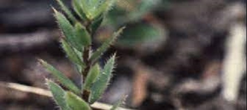 Trailing Ground-berry