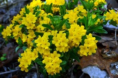 Lithospermum Species, Gromwell, Hoary Puccoon, Indian Paint, Yellow Puccoon