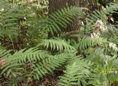 Christella, Hairy Maiden Fern, Stiff-Haired Maiden Fern 'Versicolor'