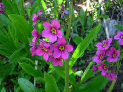 Primula Species, Parrys Primrose