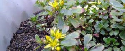 Phedimus, Stonecrop Immergrunchen