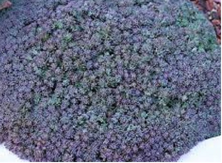Sedum Species, Blue Carpet, Spanish Stonecrop