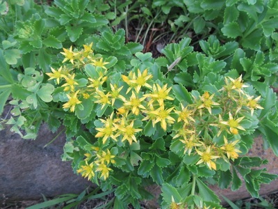 Phedimus Species, Sedum