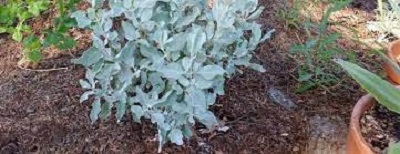 Halimium Species, Jara Blanca, Rock Rose