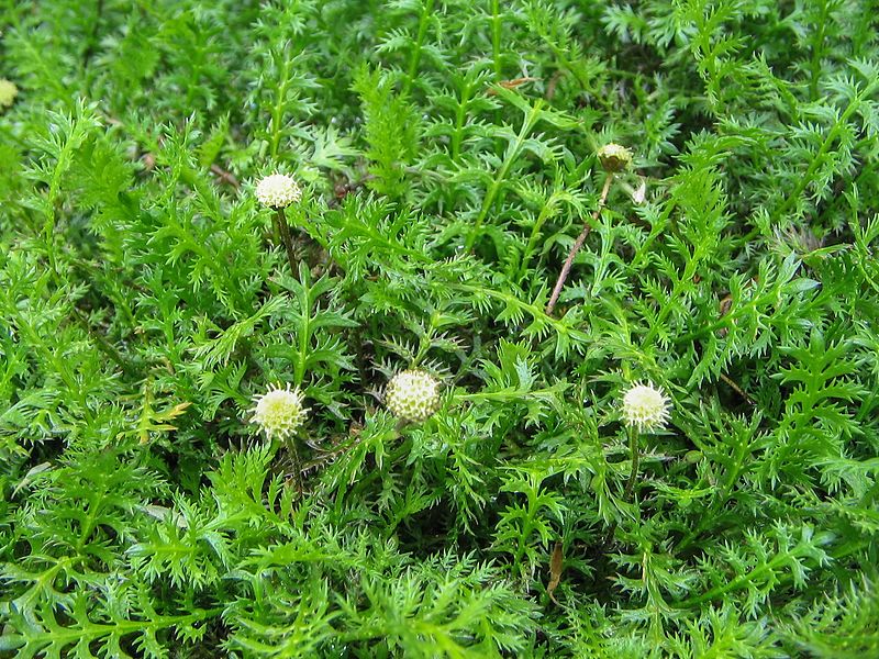 Leptinella Species