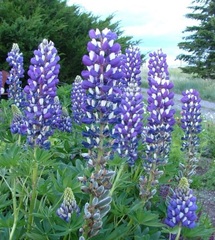 Lupinus, Lupin, Lupine 'The Governor'