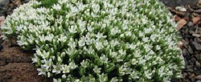 Eremogone Species, Hookers Desert Sandwort
