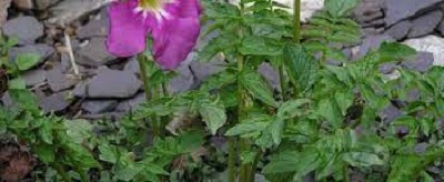 Incarvillea Species