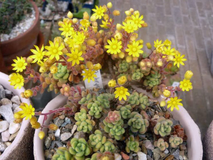 Aichryson Species, Yellow Houseleek