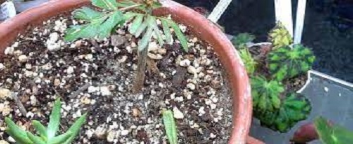 Commiphora Species, Myrrh Gum, Somali-Myrrhe
