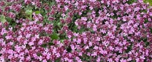 Thymus Species, Creeping Thyme