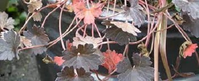 Geranium, Cranesbill, Hardy Geranium Cheryls Shadow