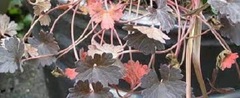 Geranium, Cranesbill, Hardy Geranium 'Cheryl's Shadow'