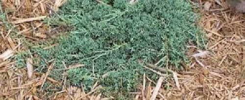 Creeping Juniper, Trailing Juniper, Creeping Cedar Monber