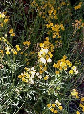 Achillea, Yarrow Gold Spray