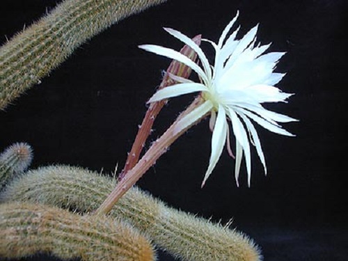 Arthrocereus