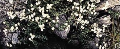 Veronica Species, Parahebe