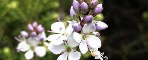 Veronica Species, Milfoil Speedwell