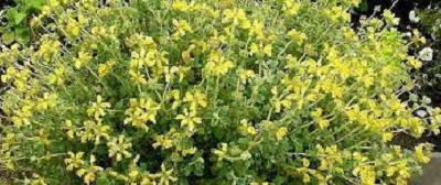 Phlomis, Dwarf Jerusalem Sage Pygmy