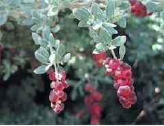 Chenopodium Species, Creeping Australian Saltbush, Hedge Saltbush, Spiny Saltbush, Thorny Saltbush