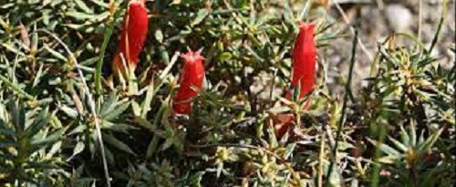 Astroloma Species, Cranberry Heath, Native Cranberry