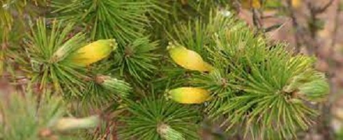 Astroloma Species, Pine Heath