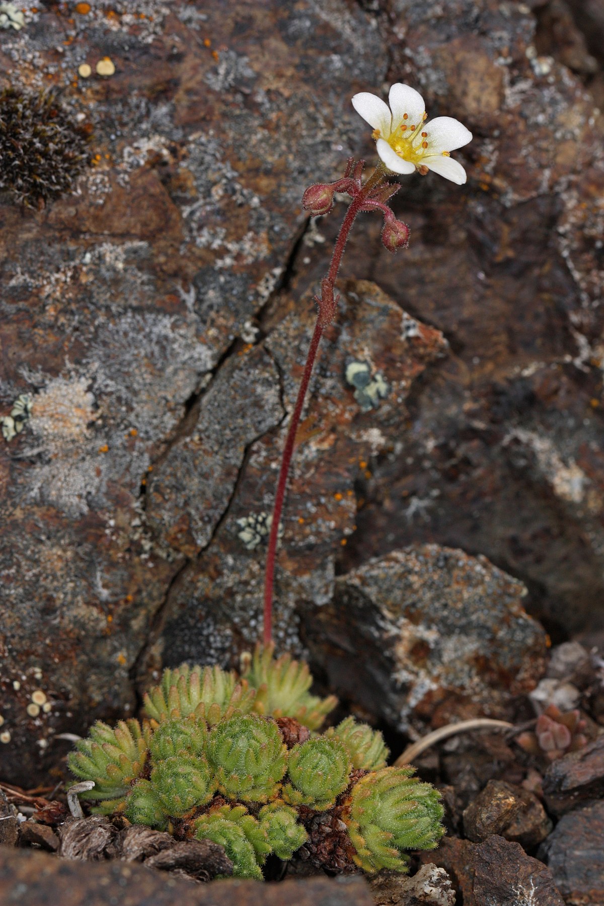 Saxifraga Species, Tufted Alpine Saxifrage