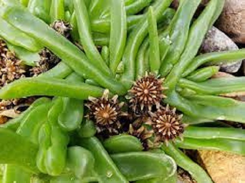 Tongue Leaf Plant