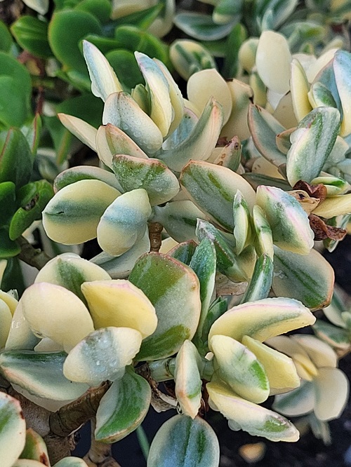 Crassula, Variegated Crassula Variegata