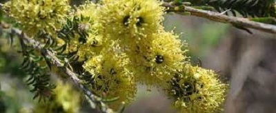 Kunzea Species, Yellow Kunzea