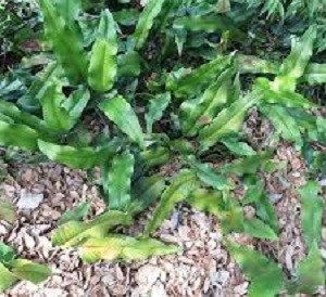 Pyrrosia Species, Felt Fern