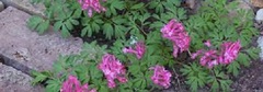 Corydalis, Bird in the Bush, Fumewort, Spring Fumewort 'Beth Evans'