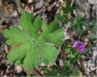 Geranium Species, Core-Core