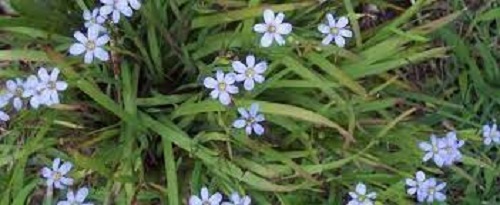 Blue-eyed Grass Suwannee