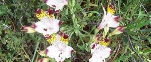 Alstroemeria Species, Countryside Butterfly, Mariposa del Campo