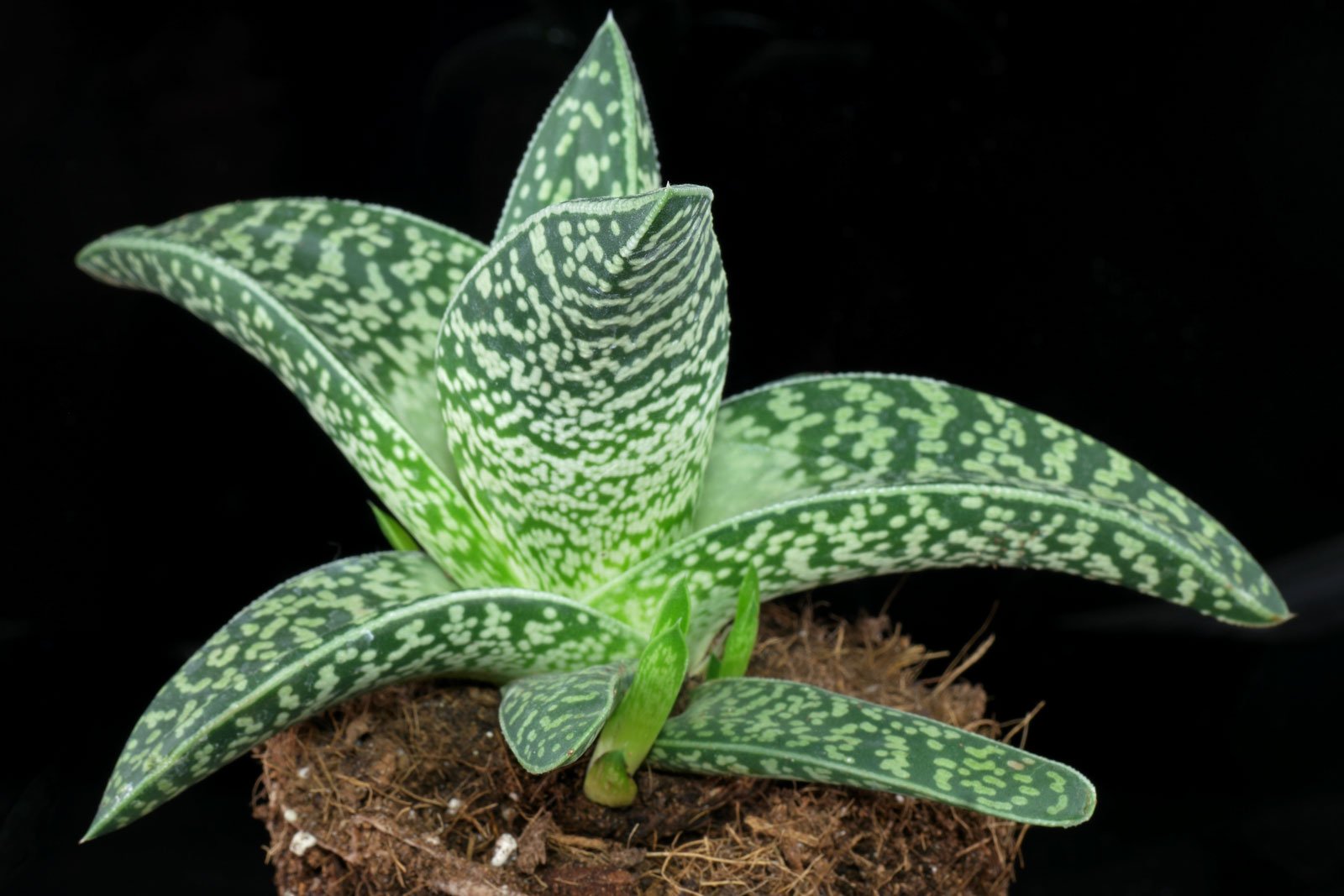 Aloe Variegata
